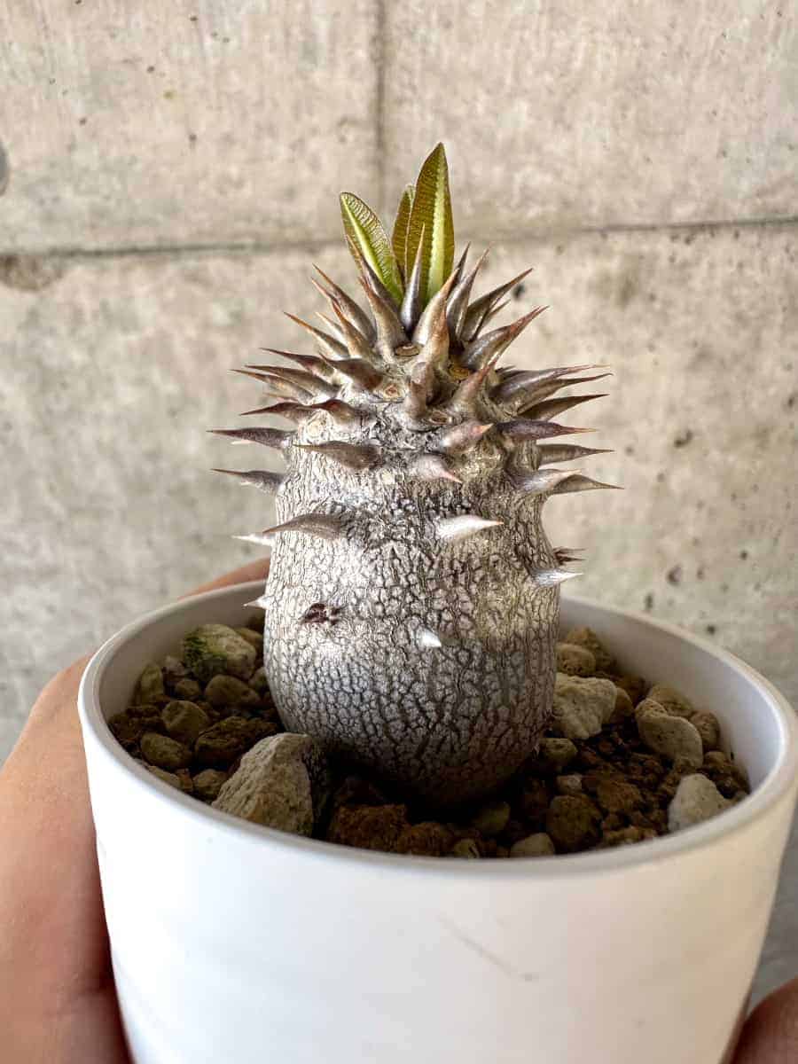 【現品限り】パキポディウム・エブレネウム【A22】 Pachypodium eburneum