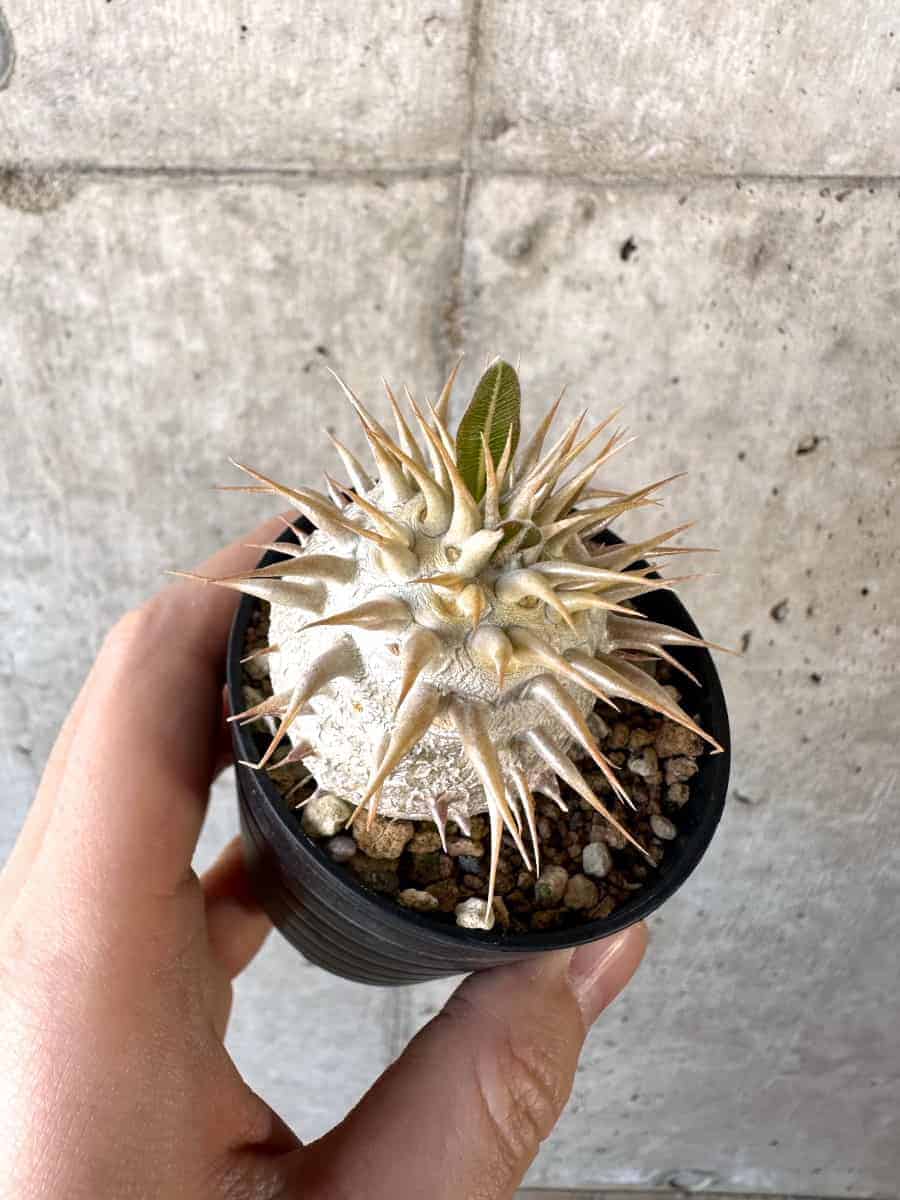 【現品限り】パキポディウム・エブレネウム【A24】 Pachypodium eburneum