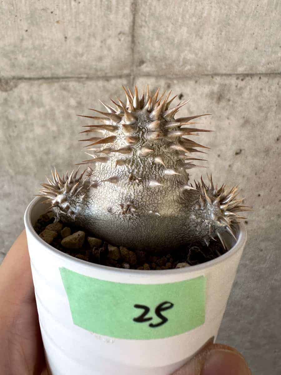 エブレネウム、パキポディウム、コーデックス コーデックス：パキポディウム エブレネウム 実生*M 塊根幅1.5cm