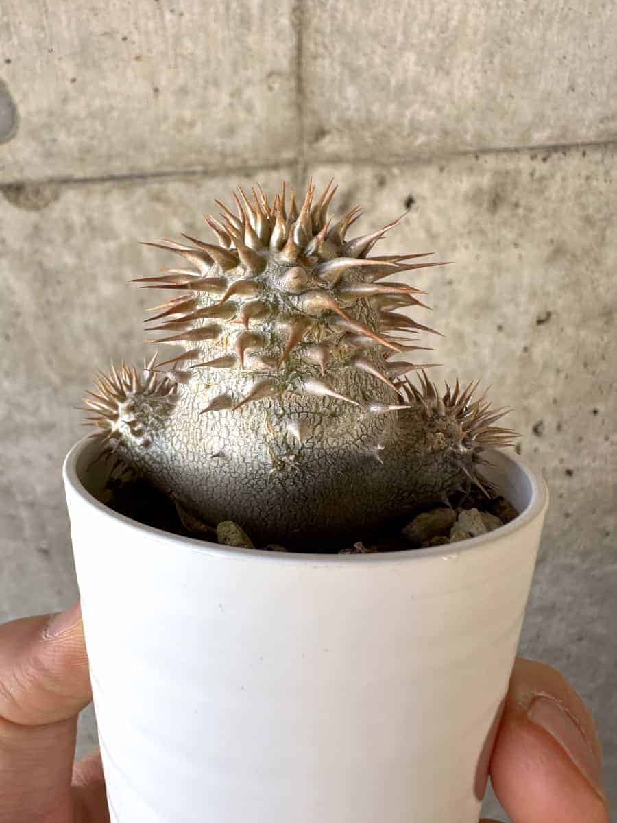 【現品限り】パキポディウム・エブレネウム【A25】 Pachypodium eburneum