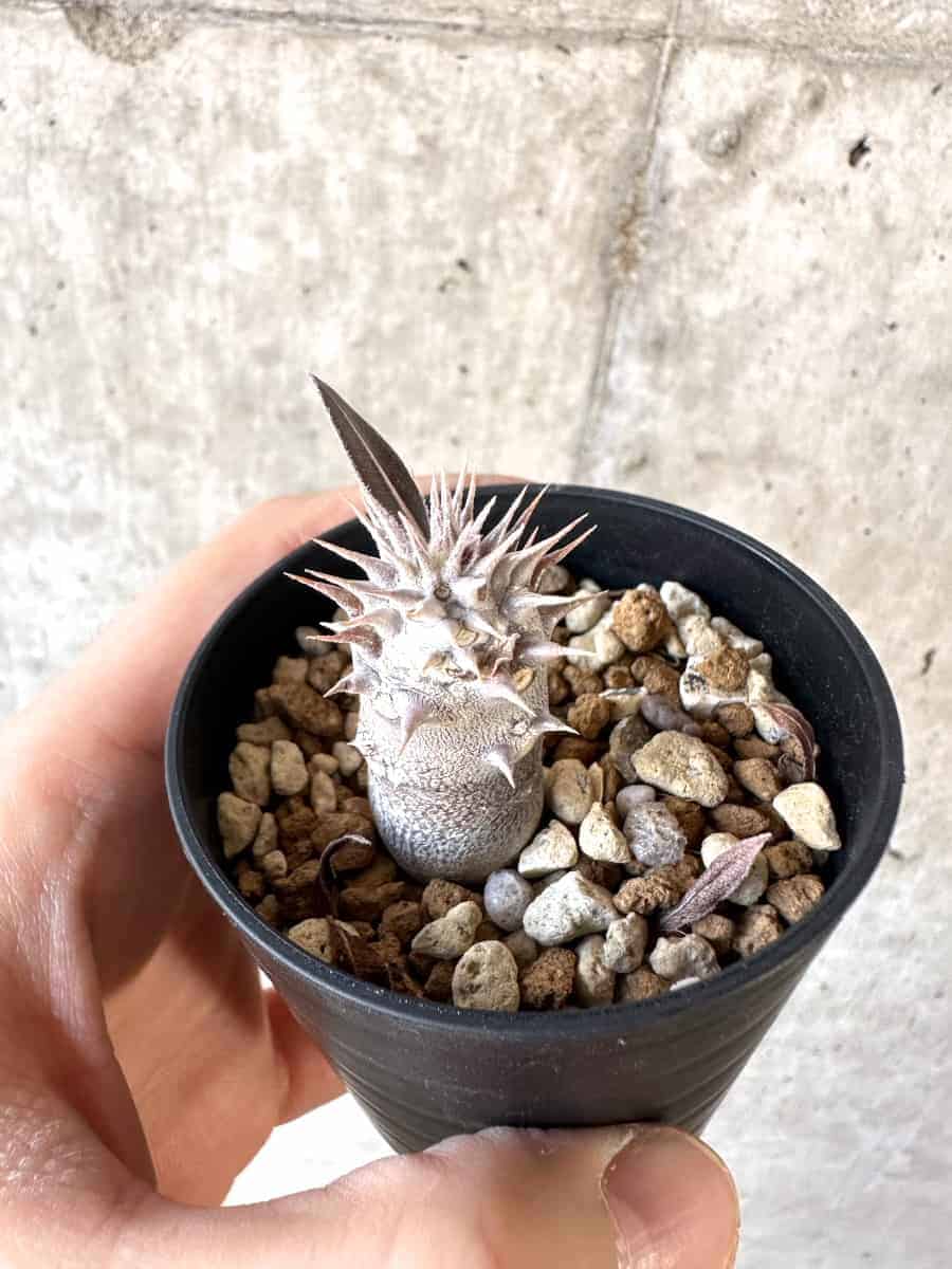 【現品限り】パキポディウム・デンシフローラム【A27】 Pachypodium densiflorum