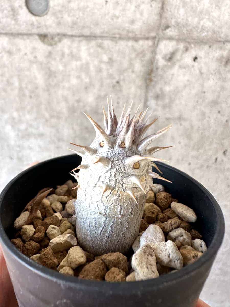 【現品限り】パキポディウム・デンシフローラム【A29】 Pachypodium densiflorum