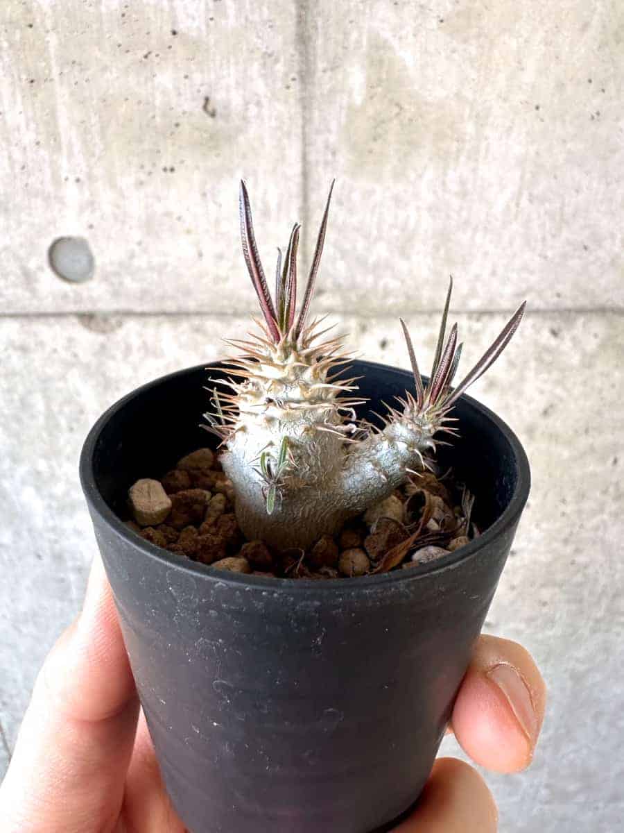 【現品限り】パキポディウム・グラキリス【A2】 Pachypodium gracilius