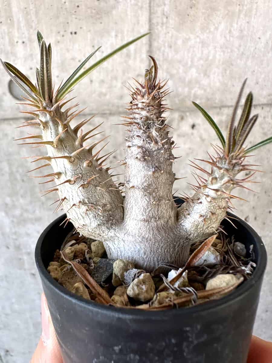 【現品限り】パキポディウム・グラキリス【A31】 Pachypodium gracilius