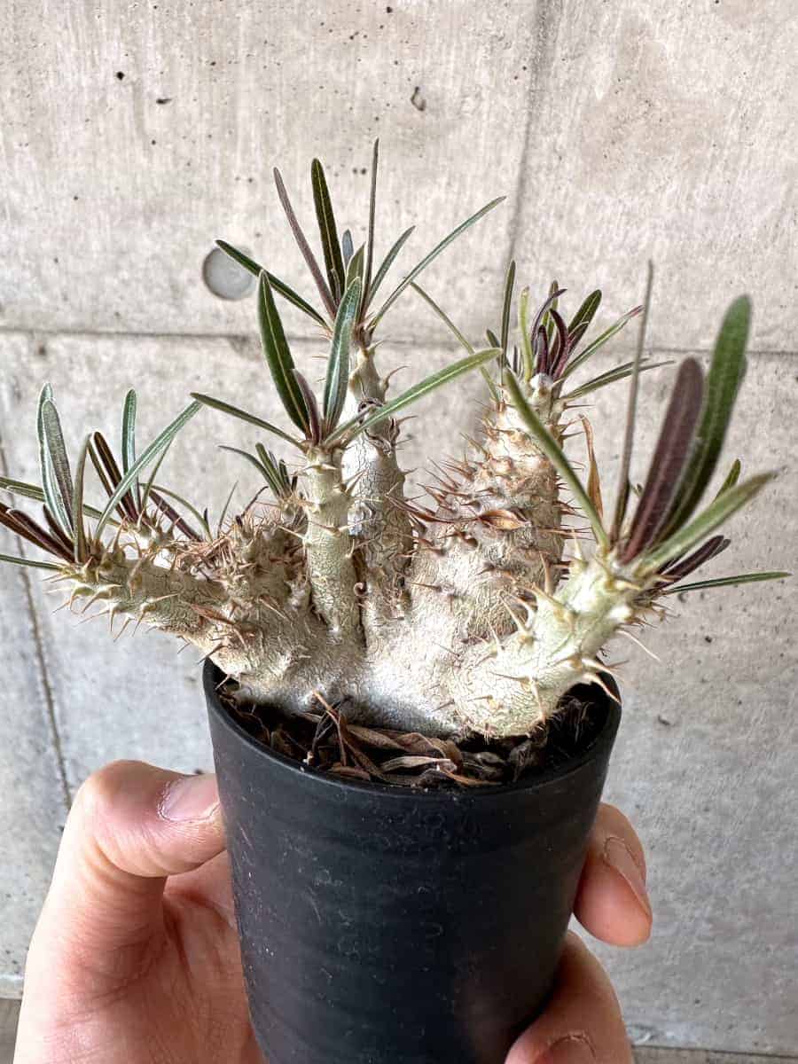 【現品限り】パキポディウム・グラキリス【A33】 Pachypodium gracilius