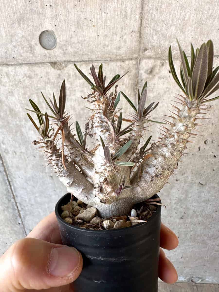 【現品限り】パキポディウム・グラキリス【A34】 Pachypodium gracilius