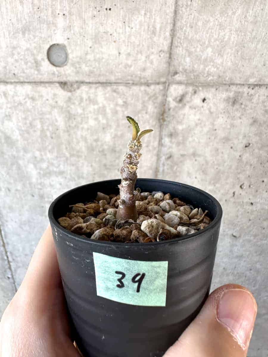 現品限り】ドルステニア・ギガス 実生【A39】 Dorstenia gigas 塊根
