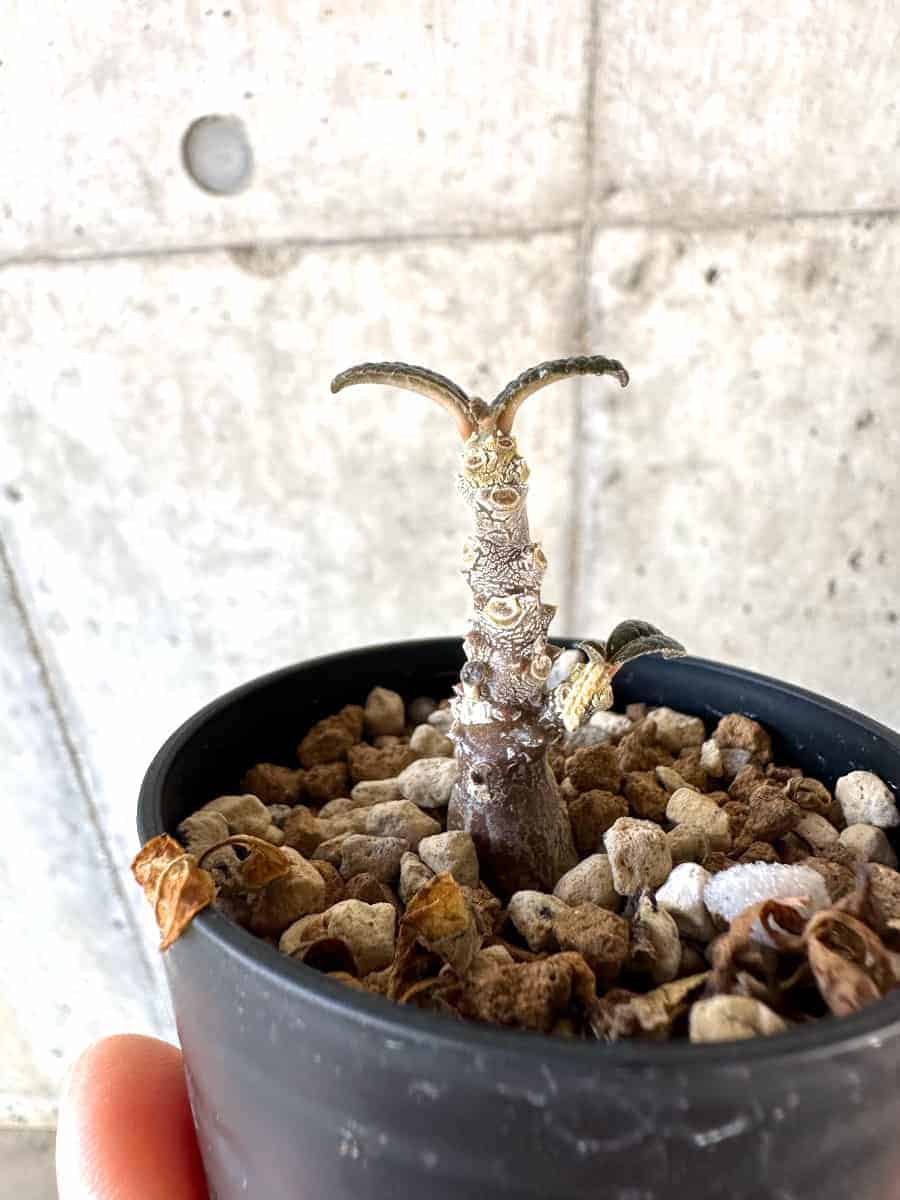 【現品限り】ドルステニア・ギガス 実生【A40】 Dorstenia gigas