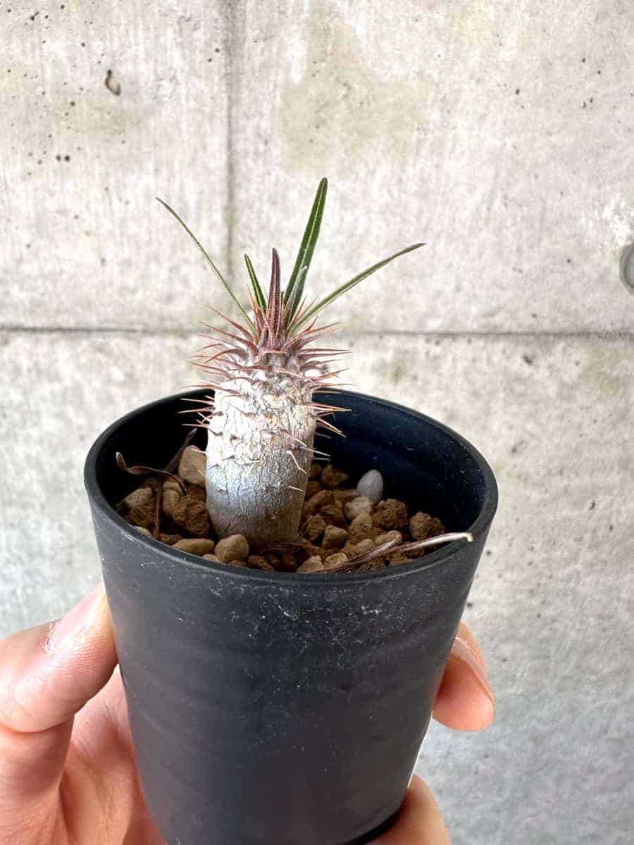【現品限り】パキポディウム・グラキリス【A4】 Pachypodium gracilius