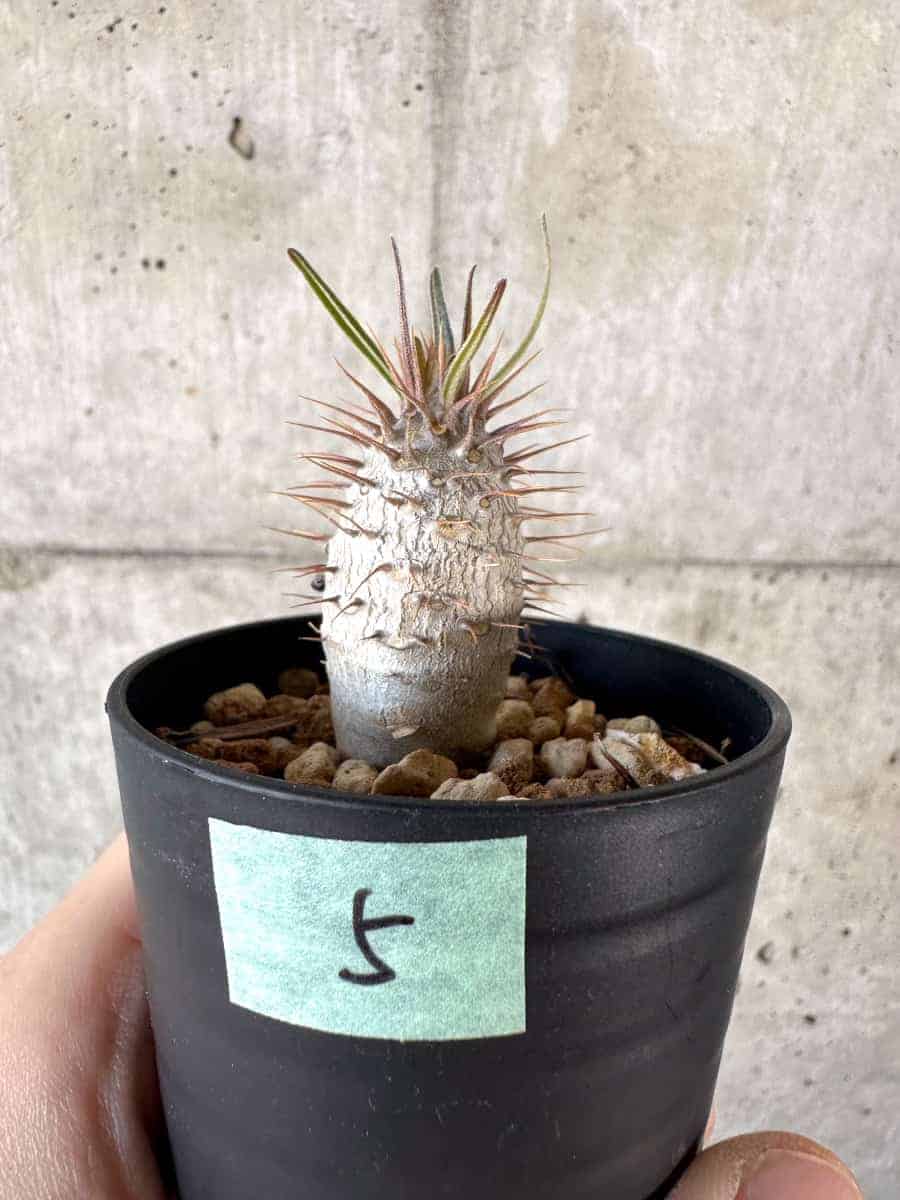 現品限り】パキポディウム・グラキリス【A5】 Pachypodium gracilius