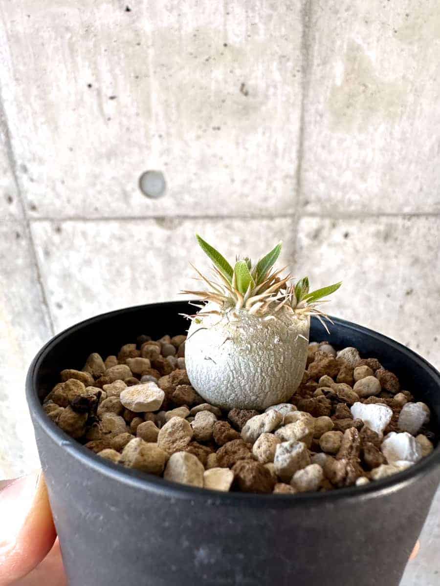 【現品限り】パキポディウム・エニグマチカム【A52】 Pachypodium enigmaticum