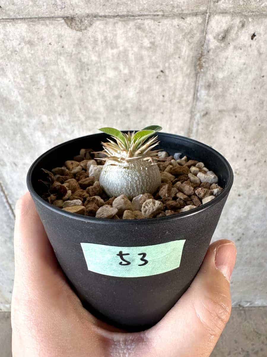 現品限り】パキポディウム・エニグマチカム【A53】 Pachypodium