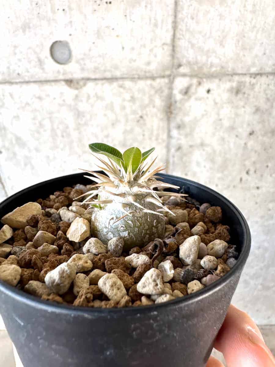 【現品限り】パキポディウム・エニグマチカム【A54】 Pachypodium enigmaticum