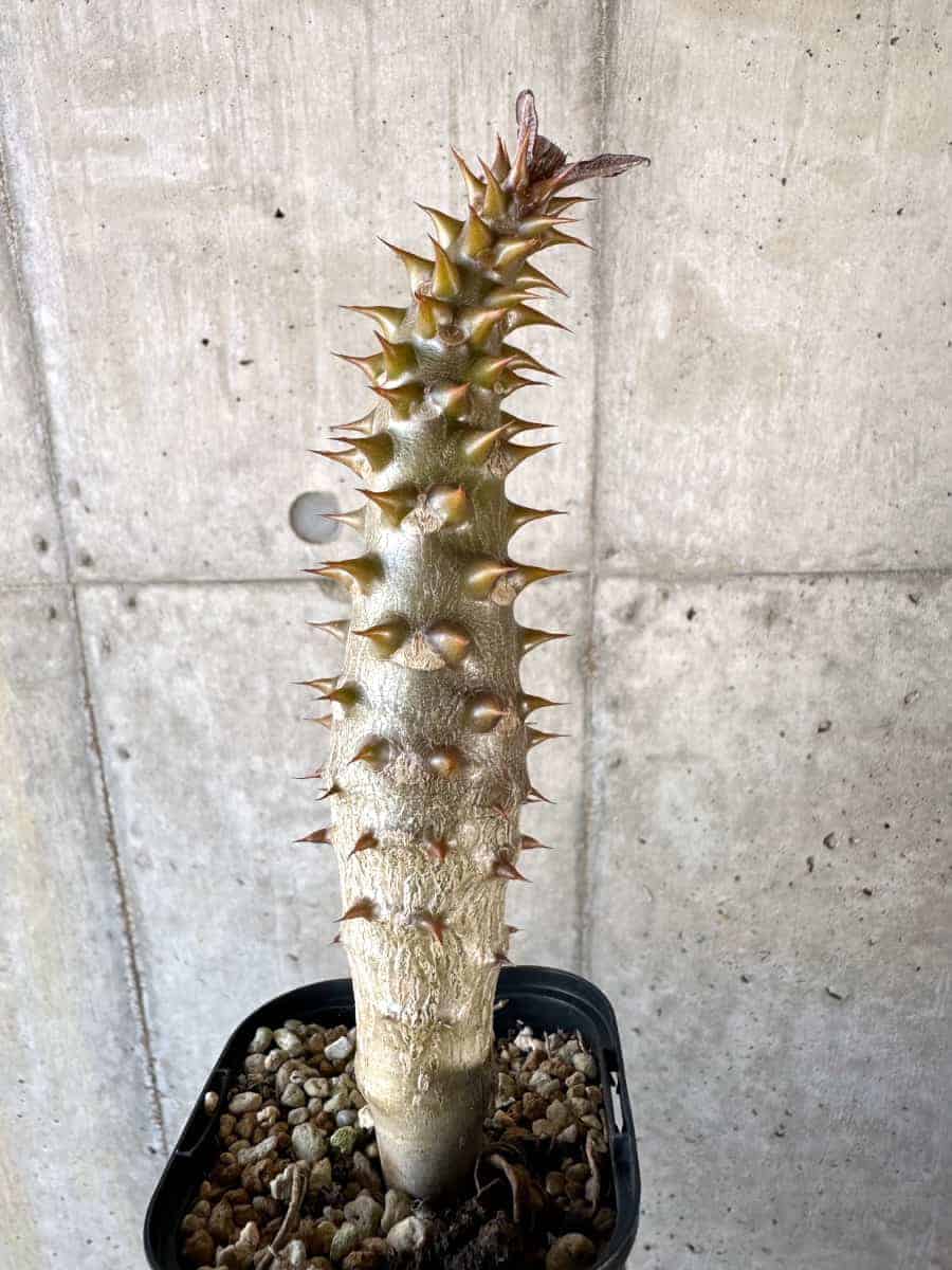 【現品限り】パキポディウム・バロニー 実生【A55】 Pachypodium gracilius