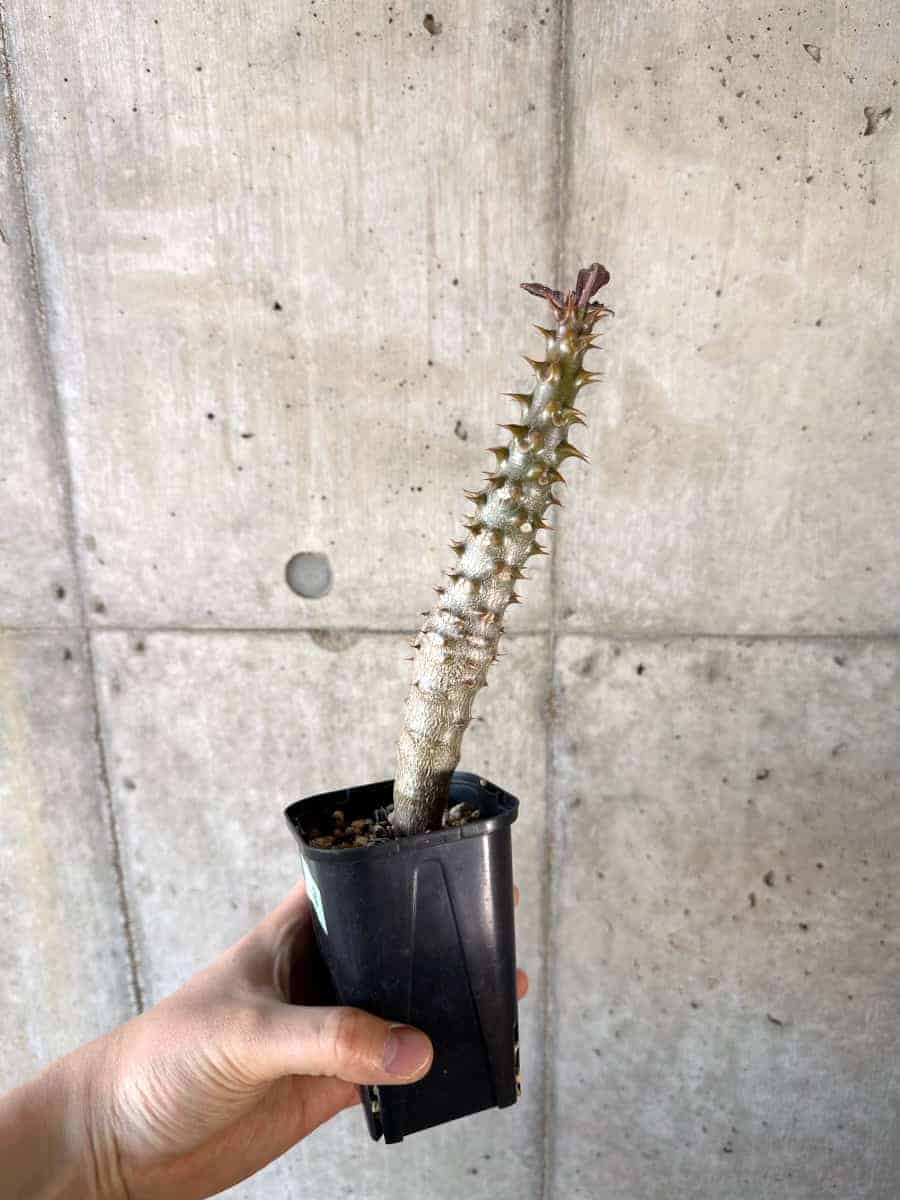 【現品限り】パキポディウム・バロニー 実生【A56】 Pachypodium gracilius