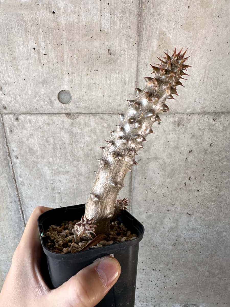 【現品限り】パキポディウム・バロニー 実生【A57】 Pachypodium gracilius
