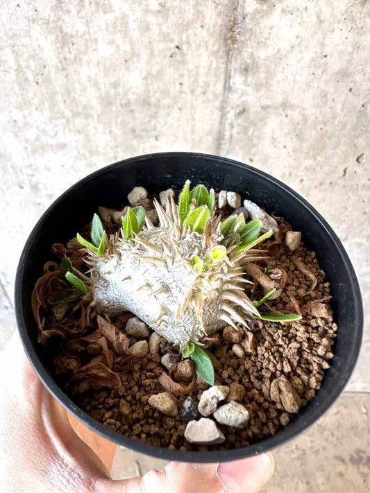 【現品限り】パキポディウム・ハイブリッド(brevicaule×makayense×densicaule)【A59】 Pachypodium Hybrid