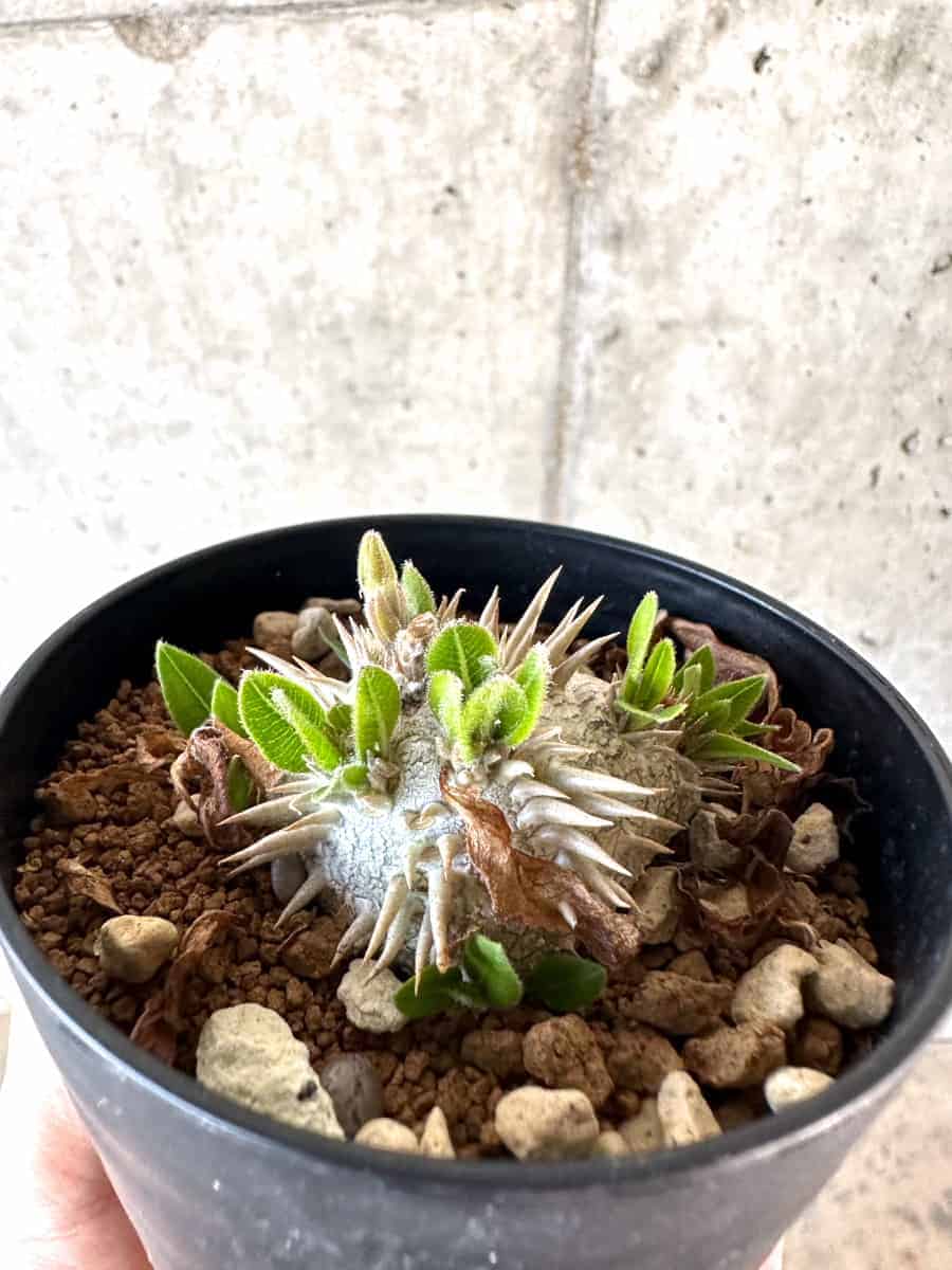 【現品限り】パキポディウム・ハイブリッド(brevicaule×makayense×densicaule)【A59】 Pachypodium Hybrid