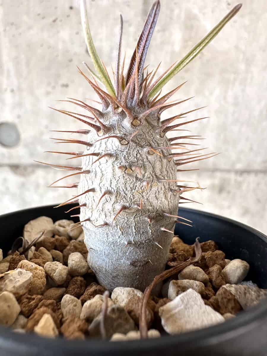 【現品限り】パキポディウム・グラキリス【A5】 Pachypodium gracilius