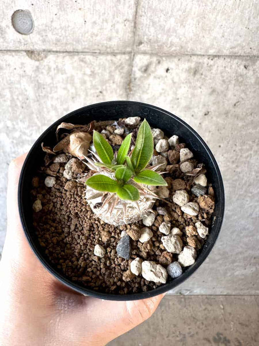 【現品限り】パキポディウム・ハイブリッド(brevicaule×makayense×densicaule)【A60】 Pachypodium Hybrid