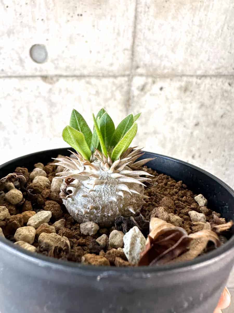 【現品限り】パキポディウム・ハイブリッド(brevicaule×makayense×densicaule)【A60】 Pachypodium Hybrid