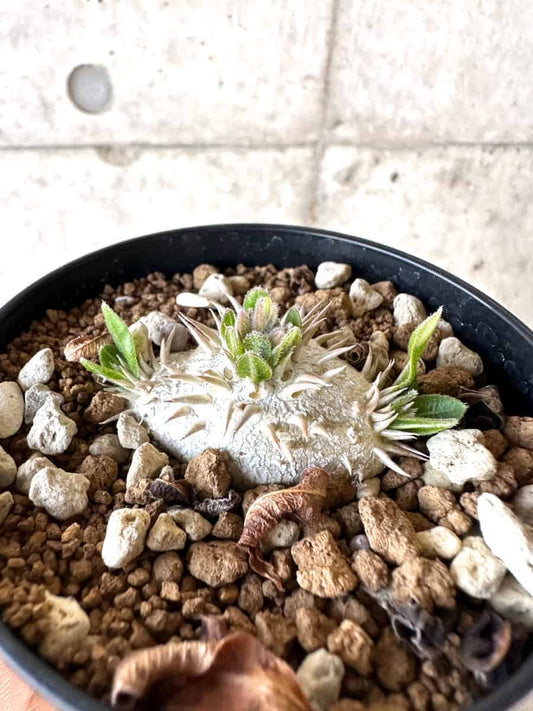 【現品限り】パキポディウム・ハイブリッド(brevicaule×makayense×densicaule)【A61】 Pachypodium Hybrid
