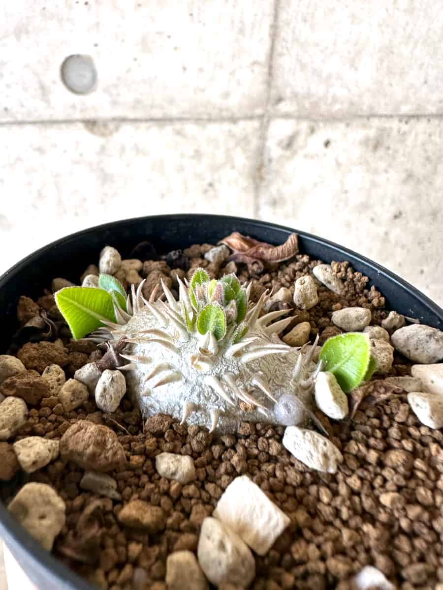 【現品限り】パキポディウム・ハイブリッド(brevicaule×makayense×densicaule)【A61】 Pachypodium Hybrid