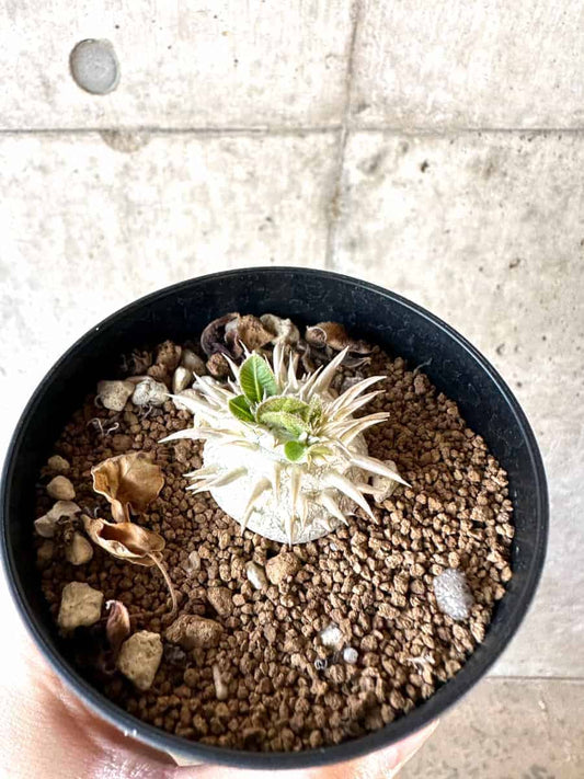【現品限り】パキポディウム・ハイブリッド(brevicaule×makayense×densicaule)【A62】 Pachypodium Hybrid