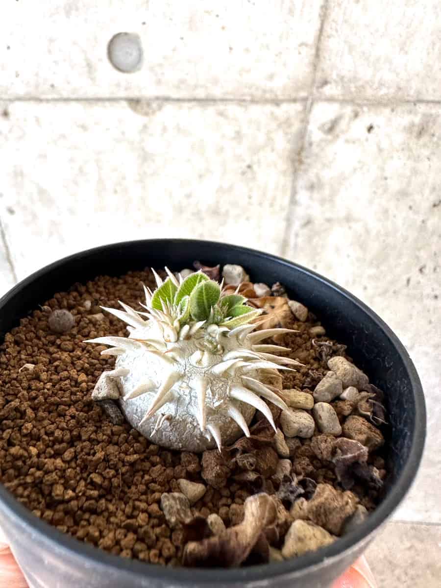 【現品限り】パキポディウム・ハイブリッド(brevicaule×makayense×densicaule)【A62】 Pachypodium Hybrid