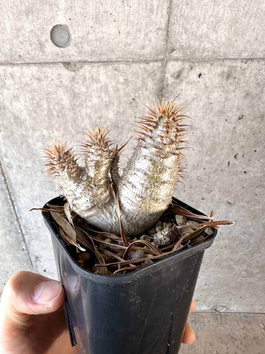 【現品限り】パキポディウム・グラキリス【A63】 Pachypodium gracilius