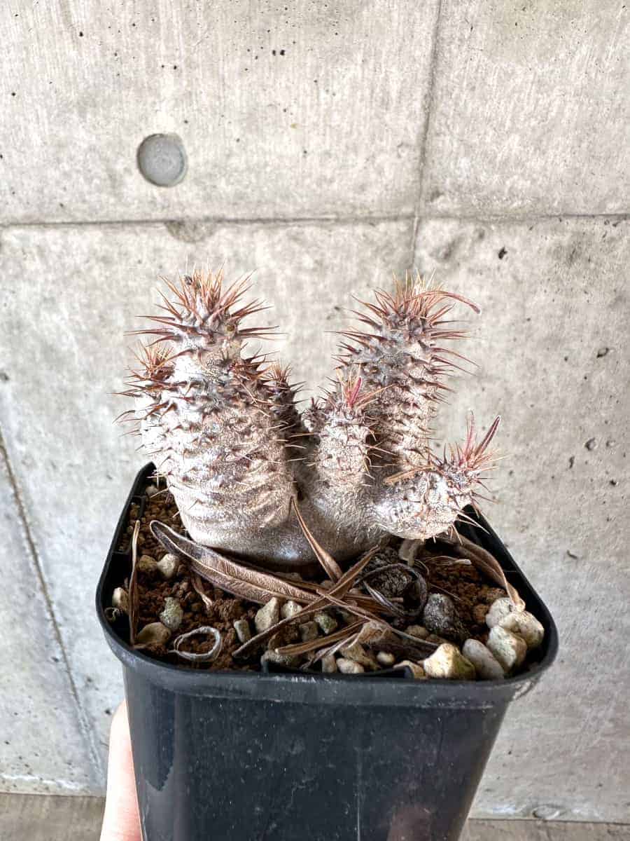 【現品限り】パキポディウム・グラキリス【A64】 Pachypodium gracilius