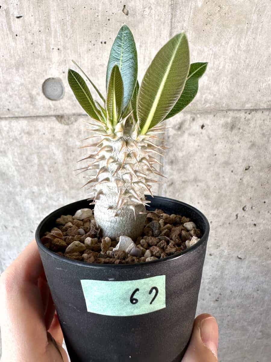 観葉植物　パキポジューム 現品限り】パキポディウム・デンシフローラム【A67】 Pachypodium