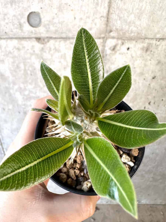 【現品限り】パキポディウム・デンシフローラム【A67】 Pachypodium densiflorum