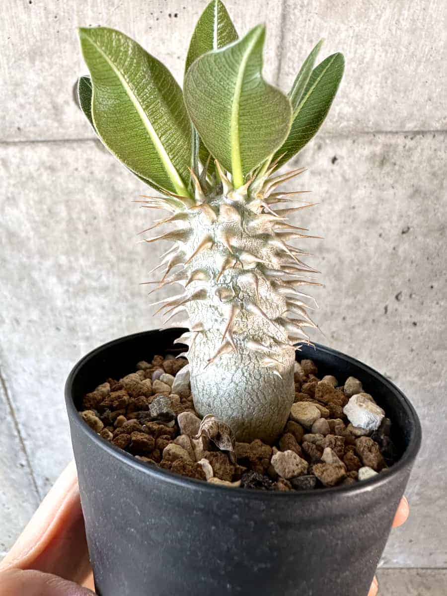 【現品限り】パキポディウム・デンシフローラム【A67】 Pachypodium densiflorum