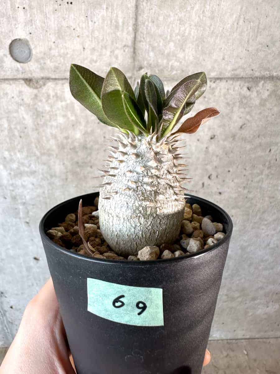 現品限り】パキポディウム・デンシフローラム【A69】 Pachypodium