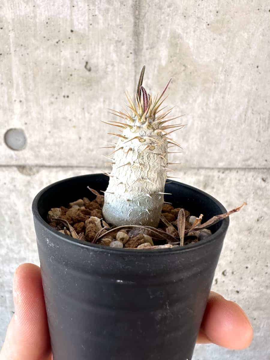 【現品限り】パキポディウム・グラキリス【A6】 Pachypodium gracilius