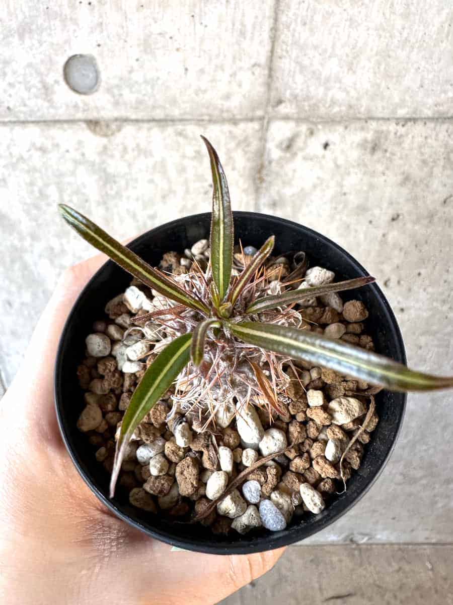 【現品限り】パキポディウム・ゲアイー【A72】 Pachypodium geayi