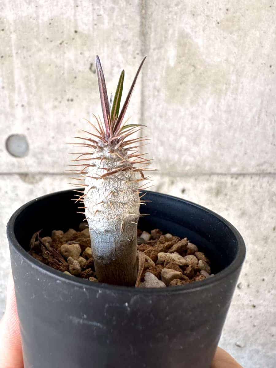 【現品限り】パキポディウム・グラキリス【A7】 Pachypodium gracilius