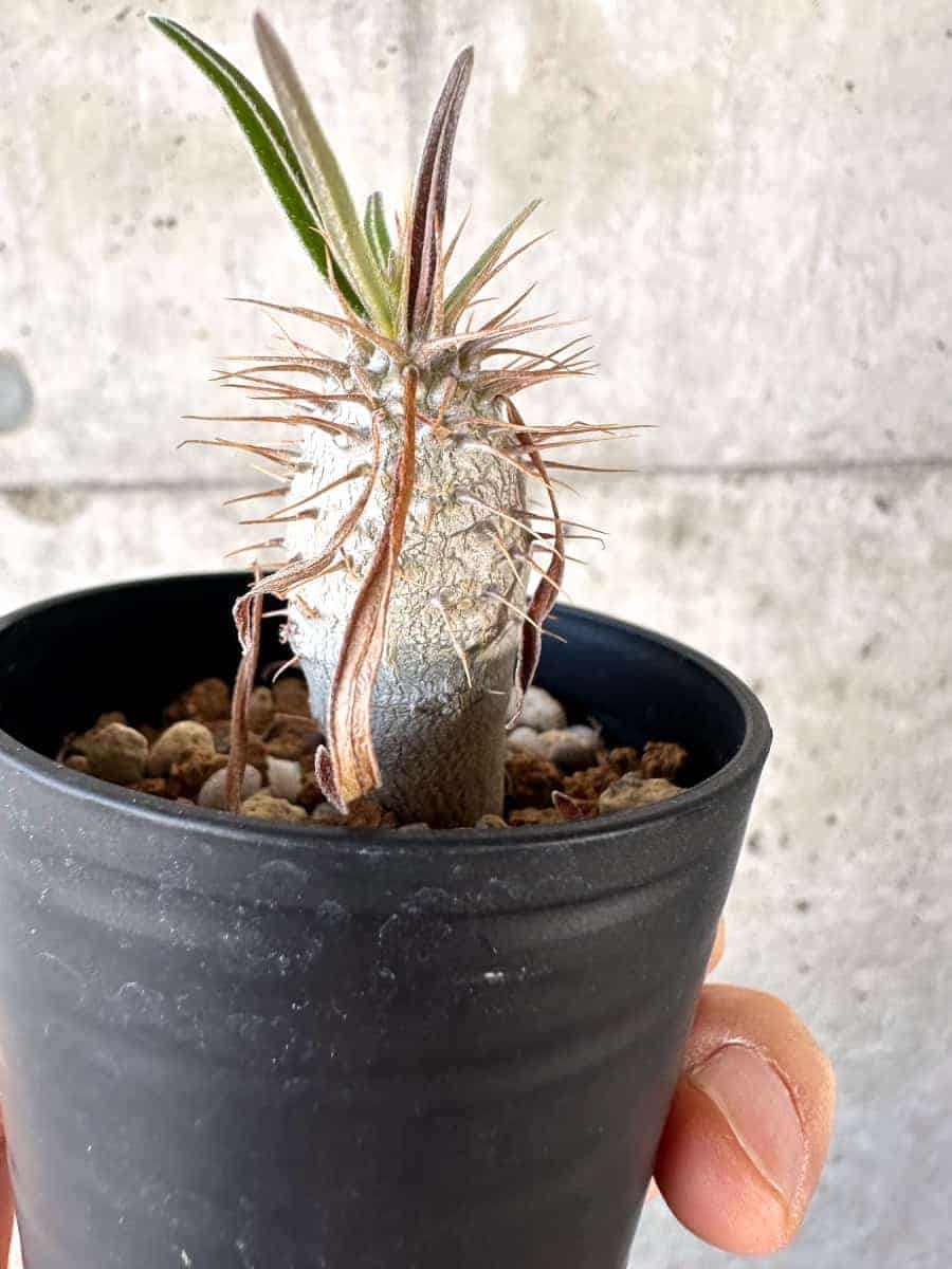 【現品限り】パキポディウム・グラキリス【A8】 Pachypodium gracilius