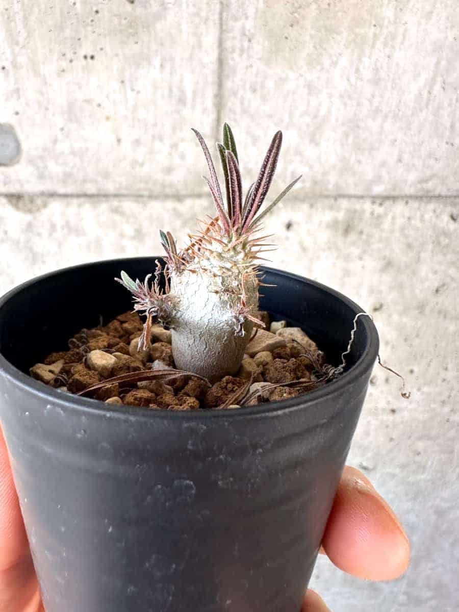 【現品限り】パキポディウム・グラキリス【A9】 Pachypodium gracilius