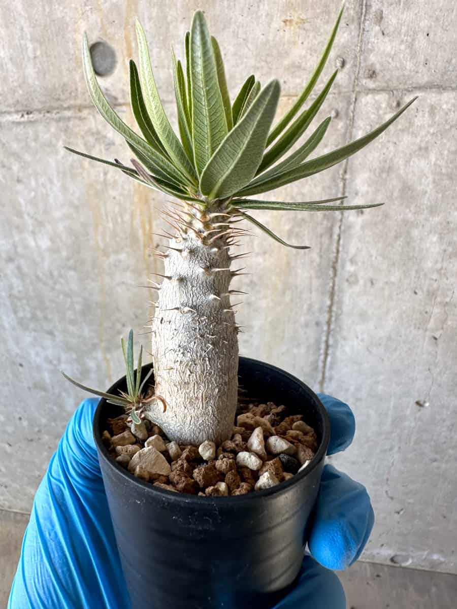 【現品限り】パキポディウム・グラキリス【B10】 Pachypodium gracilius