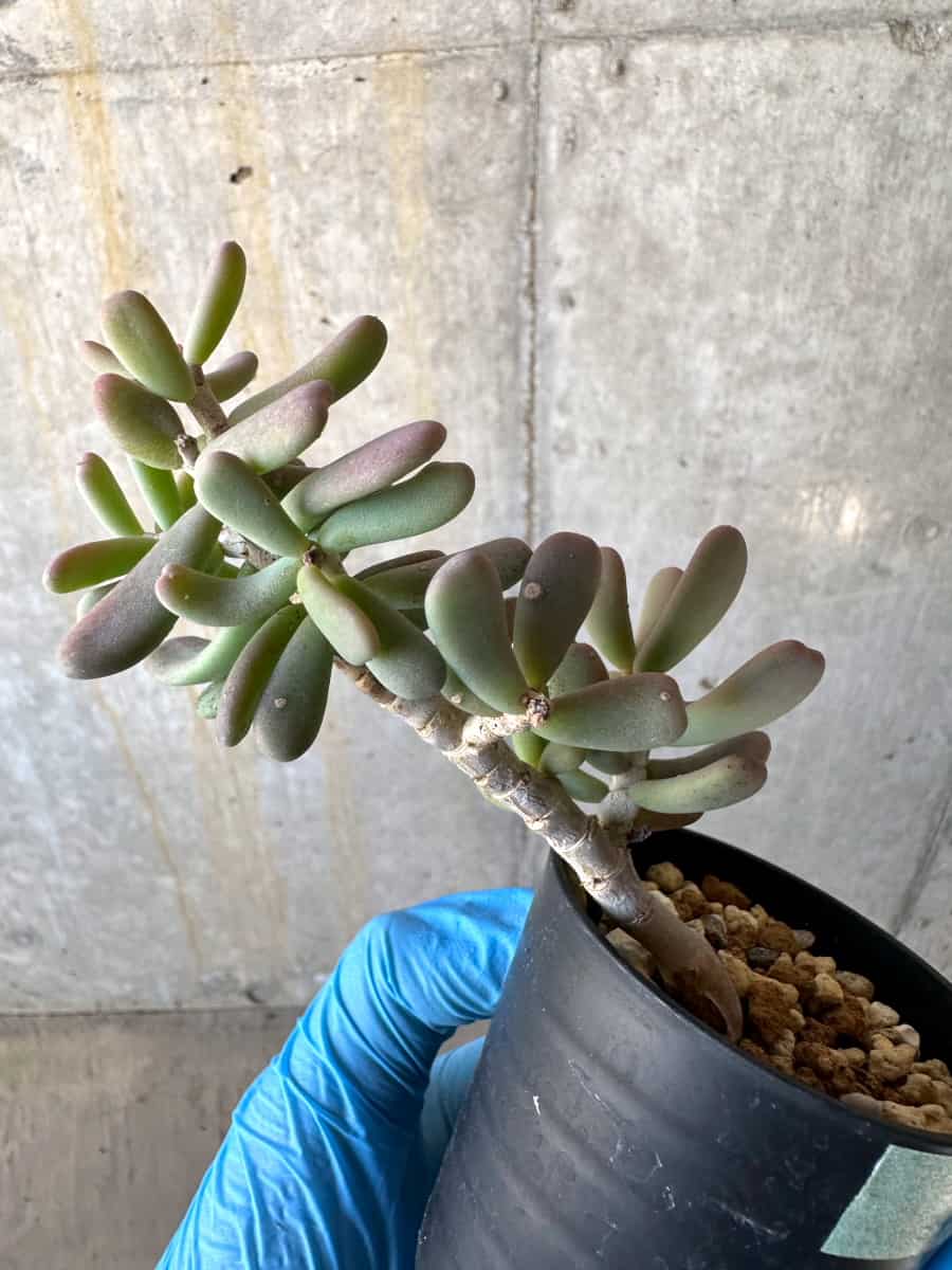 【現品限り】ケラリア・ピグマエア【B12】 Ceraria pygmaea