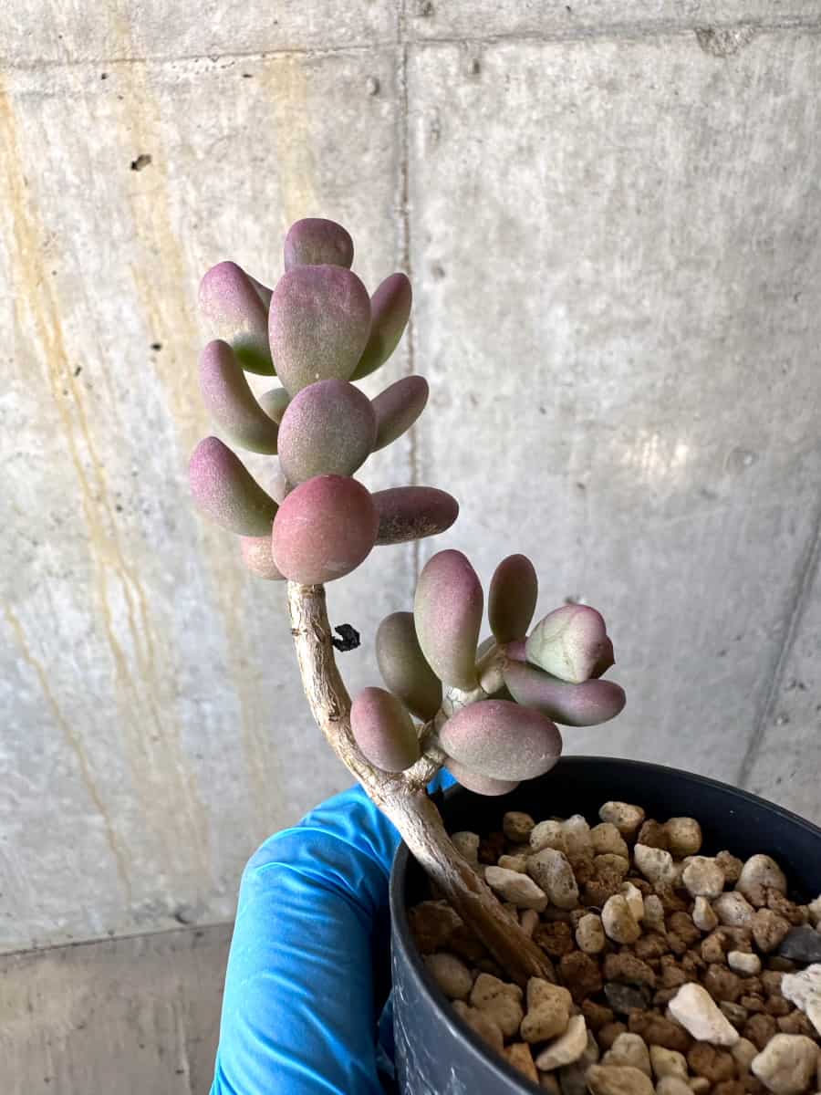 【現品限り】ケラリア・ピグマエア【B13】 Ceraria pygmaea