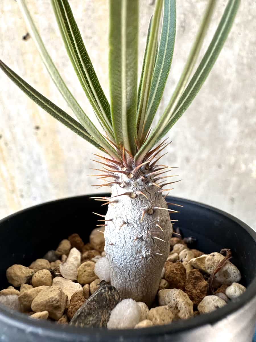 【現品限り】パキポディウム・グラキリス【B1】 Pachypodium gracilius