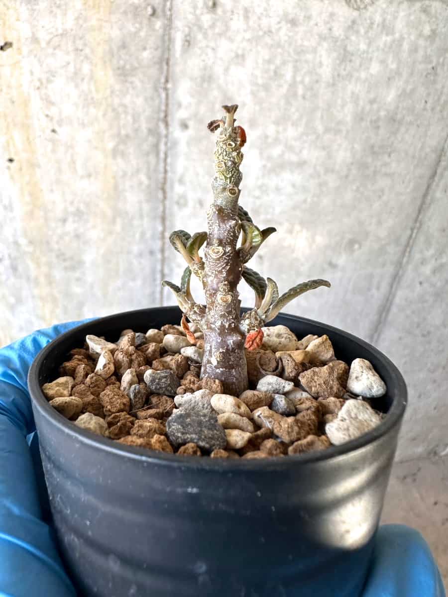 【現品限り】ドルステニア・ギガス 実生苗【B21】 Dorstenia gigas