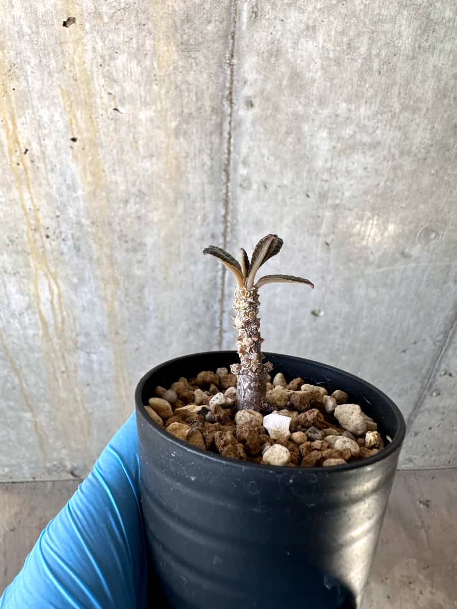 【現品限り】ドルステニア・ギガス 実生苗【B23】 Dorstenia gigas