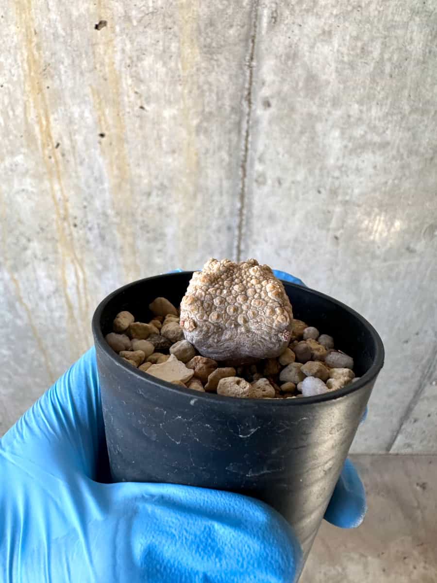 【現品限り】プセウドリトス・クビフォルメ【B25】 Pseudolithos cubiforme