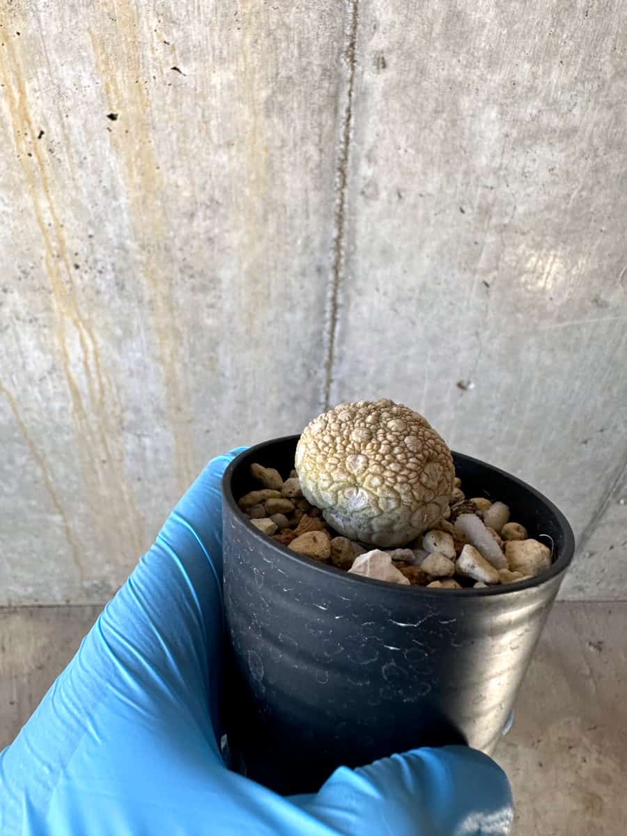 【現品限り】プセウドリトス・ミギウルティヌス【B26】 Pseudolithos migiurtinus