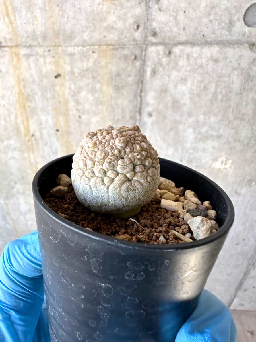 【現品限り】プセウドリトス・ミギウルティヌス【B28】 Pseudolithos migiurtinus