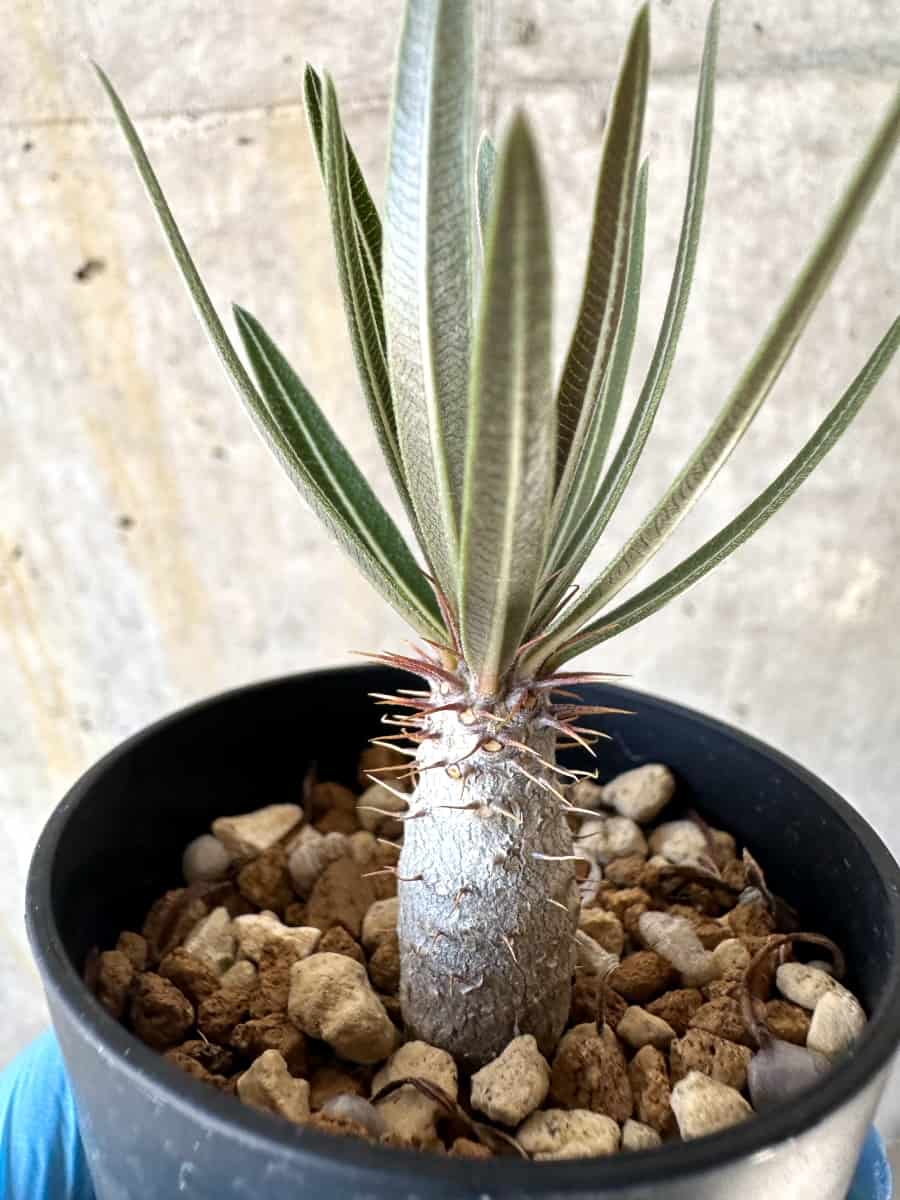 【現品限り】パキポディウム・グラキリス【B4】 Pachypodium gracilius